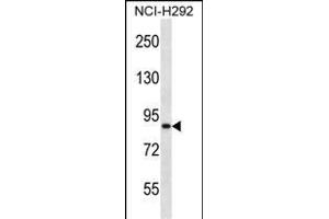 ANKS1B Antibody (Center) (ABIN657360 and ABIN2846410) western blot analysis in NCI- cell line lysates (35 μg/lane). (ANKS1B 抗体  (AA 570-599))