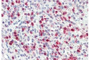 ABIN1781866 (5 μg/mL) staining of paraffin embedded Human Spleen. (PRTN3 抗体  (AA 88-98))
