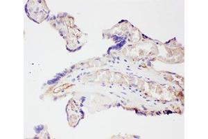 IHC-P: VEGF antibody testing of human placenta tissue (VEGFA 抗体  (AA 27-191))