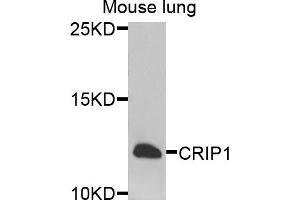 Western blot analysis of extracts of mouse lung cells, using CRIP1 antibody. (CRIP1 抗体)