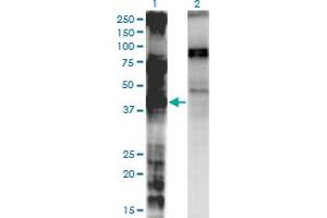 Western Blot analysis of LASS3 expression in transfected 293T cell line by LASS3 monoclonal antibody (M02), clone 6C12.