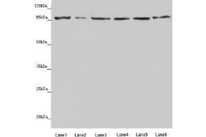 Western blot All lanes: YME1L1 antibody at 3. (YME1L1 抗体  (AA 1-240))