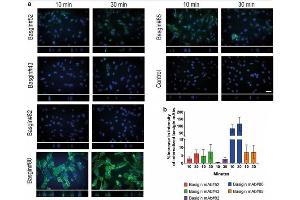 Internalization of basigin monoclonal antibodies (mAbs) in hCMEC/D3 cells. (Bovine Serum Albumin (30% Solution))