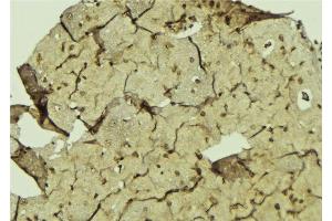 ABIN6275070 at 1/100 staining Mouse brain tissue by IHC-P. (POLR1B 抗体  (Internal Region))