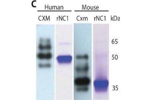Western Blotting (WB) image for anti-Collagen, Type X (COL10) (AA 547-680) antibody (ABIN7434725)