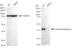 Western blotting analysis using Tribbles pseudokinase 3 antibody (ABIN7800625). (Recombinant TRIB3 抗体)