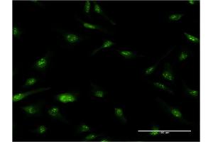 Immunofluorescence (IF) image for anti-Nucleoporin Like 1 (NUPL1) (AA 323-422) antibody (ABIN523250)