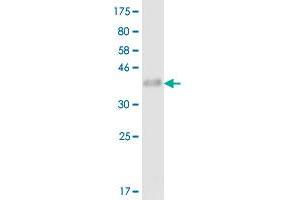 Western Blot detection against Immunogen (35.