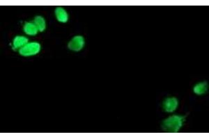 Anti-METT10D mouse monoclonal antibody (ABIN2455783) immunofluorescent staining of COS7 cells transiently transfected by pCMV6-ENTRY METT10D (RC208648). (METTL16 抗体)