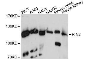 Western blot analysis of extracts of various cell lines, using RIN2 antibody (ABIN6290905) at 1:3000 dilution. (RIN2 抗体)