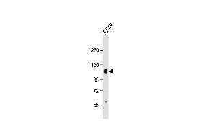 Anti-PTPN12 Antibody (C-Term) at 1:2000 dilution + A549 whole cell lysate Lysates/proteins at 20 μg per lane. (PTPN12 抗体  (AA 724-756))