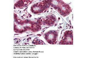 Immunohistochemistry with Human Breast tissue at an antibody concentration of 5. (NOTCH4 抗体  (Middle Region))