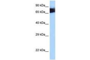 Image no. 1 for anti-Moesin (MSN) (AA 494-543) antibody (ABIN6747998) (Moesin 抗体  (AA 494-543))