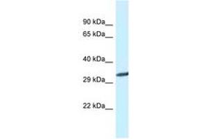 Image no. 1 for anti-Glycine N-Methyltransferase (GNMT) (C-Term) antibody (ABIN6747616) (GNMT 抗体  (C-Term))
