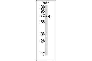Image no. 2 for anti-Ubiquilin 3 (UBQLN3) (N-Term) antibody (ABIN357613) (Ubiquilin 3 抗体  (N-Term))