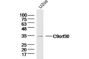 Lane 1: U2-OS lysates probed with C9orf30 Polyclonal Antibody, Unconjugated  at 1:300 overnight at 4˚C. (MSANTD3 抗体  (AA 1-100))