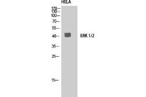 Western Blot (WB) analysis of HeLa using ERK 1/2 Polyclonal Antibody. (ERK1/2 抗体  (C-Term))