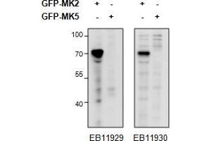HEK293 overexpressing Mouse MK2 fused to GFP or overexpressing MK5 fused to GFP and probed with ABIN1590006 (0. (MAPKAP Kinase 2 抗体  (Internal Region))