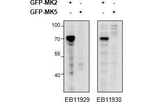 HEK293 overexpressing Mouse MK2 fused to GFP or overexpressing MK5 fused to GFP and probed with ABIN1590006 (0.