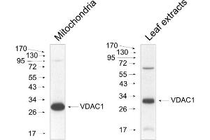 Image no. 1 for anti-Voltage-Dependent Anion Channel 1 (VDAC1) antibody (ABIN3155731) (VDAC1 抗体)