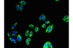 Immunofluorescent analysis of HepG2 cells using ABIN7149960 at dilution of 1:100 and Alexa Fluor 488-congugated AffiniPure Goat Anti-Rabbit IgG(H+L) (FMO4 抗体  (AA 1-300))