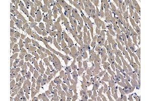 ABIN7096970 and ABIN7101037 at 1/100 staining rat heart tissue by IHC-P. (PRRG1 抗体)