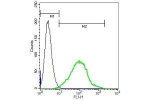 A549 cells probed with Rabbit Anti-CD276/B7H3 Polyclonal Antibody . (CD276 抗体  (AA 101-200))