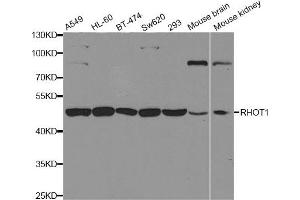 Western blot analysis of extracts of various cell lines, using RHOT1 antibody. (RHOT1 抗体)