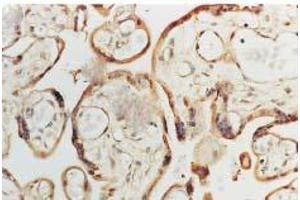 SOD (human), human placenta. (SOD1 抗体)