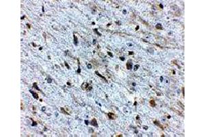 Immunohistochemistry of FKBP15 in mouse brain tissue with FKBP15 polyclonal antibody  at 2. (FKBP15 抗体  (N-Term))