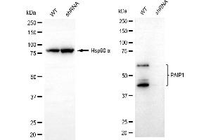 Western blotting analysis using PAIP1 antibody (ABIN7799870). (Recombinant PAIP1 抗体)