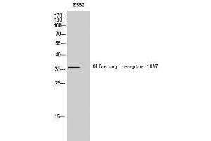 Western Blotting (WB) image for anti-Olfactory Receptor, Family 10, Subfamily A, Member 7 (OR10A7) (C-Term) antibody (ABIN3176454) (OR10A7 抗体  (C-Term))