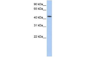 WB Suggested Anti-VPS4A Antibody Titration: 0. (VPS4A 抗体  (N-Term))