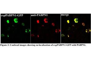 Immunocytochemistry (ICC) image for anti-Poly A Binding Protein Nuclear 1 (PABPN1) (N-Term) antibody (ABIN2778908)