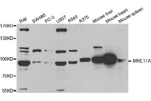 Western blot analysis of extracts of various cell lines, using MRE11A antibody (ABIN5971384) at 1/1000 dilution. (Mre11 抗体)