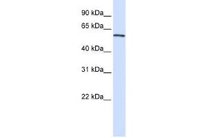 Transfected 293T; WB Suggested Anti-ALAS2 Antibody Titration: 0. (ALAS2 抗体  (C-Term))