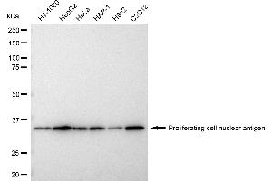 Western blotting analysis using Proliferating cell nuclear antigen antibody (ABIN7799914). (PCNA 抗体)