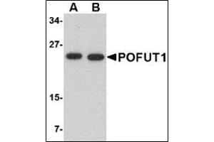 Western blot analysis of POFUT1 in human heart tissue lysate with this product at (A) 0. (POFUT1 抗体  (N-Term))