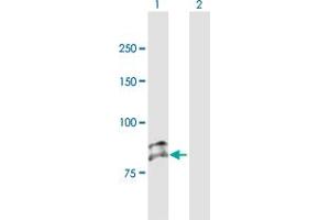 Western Blotting (WB) image for anti-Sema Domain, Immunoglobulin Domain (Ig), Short Basic Domain, Secreted, (Semaphorin) 3G (SEMA3G) (AA 1-782) antibody (ABIN528009)