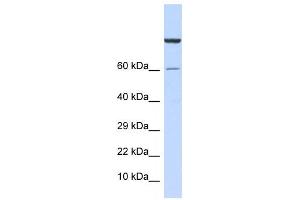 Western Blotting (WB) image for anti-Zinc Finger Protein 251 (ZNF251) antibody (ABIN2458285) (ZNF251 抗体)