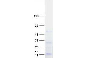 Validation with Western Blot