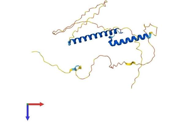 Neurogenin 2 Protein (NEUROG2) (AA 1-263) (His tag)