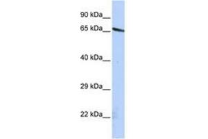 Image no. 1 for anti-Olfactomedin-Like 2A (OLFML2A) (AA 72-121) antibody (ABIN6741245) (OLFML2A 抗体  (AA 72-121))