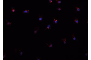 Immunofluorescence (fixed cells) (IF/ICC) image for anti-Cystatin B (Stefin B) (CSTB) (C-Term) antibody (ABIN6261072)