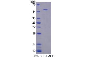 SDS-PAGE analysis of Mouse NUCB1 Protein. (Nucleobindin 1 Protein (NUCB1))