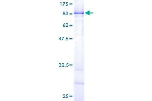 Copine III Protein (CPNE3) (AA 1-537) (GST tag)
