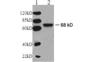 Western blot analysis: Lane 1: EasyWestern Protein Standard   Lane 2: Mouse kidney tissue lysate Primary antibody: 1 µg/mL Rabbit Anti-V-ATPase Subunit A Polyclonal Antibody (ABIN398606) Secondary antibody: Goat Anti-Rabbit IgG (H&L) [HRP] Polyclonal Antibody (ABIN398323, 1: 6,000) (ATP6V1A 抗体)