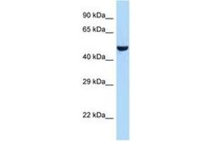 Image no. 1 for anti-Arginine Vasopressin Receptor 1A (AVPR1A) (C-Term) antibody (ABIN6747994) (AVPR1A 抗体  (C-Term))