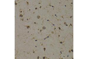Immunohistochemistry of paraffin-embedded mouse brain using EEF1D antibody (ABIN5971342) at dilution of 1/200 (40x lens). (EEF1D 抗体)