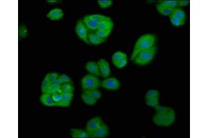 Immunofluorescence staining of HepG2 cells with ABIN7145910 at 1:66, counter-stained with DAPI. (APOBEC1 抗体  (AA 1-172))